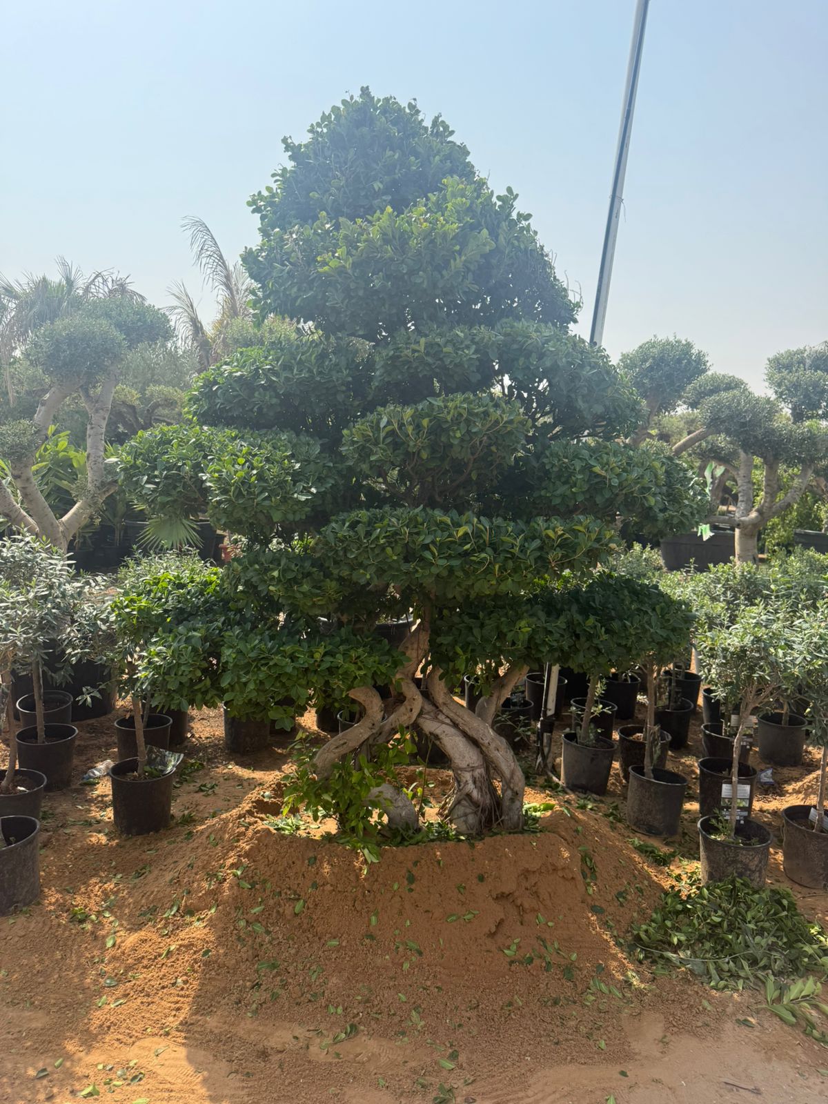 Giant Bushy Bonsai - Macro Design 2-2.1M