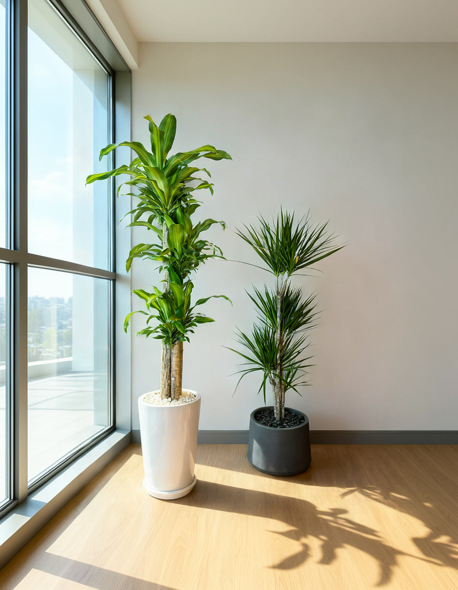 Dracena Bundle