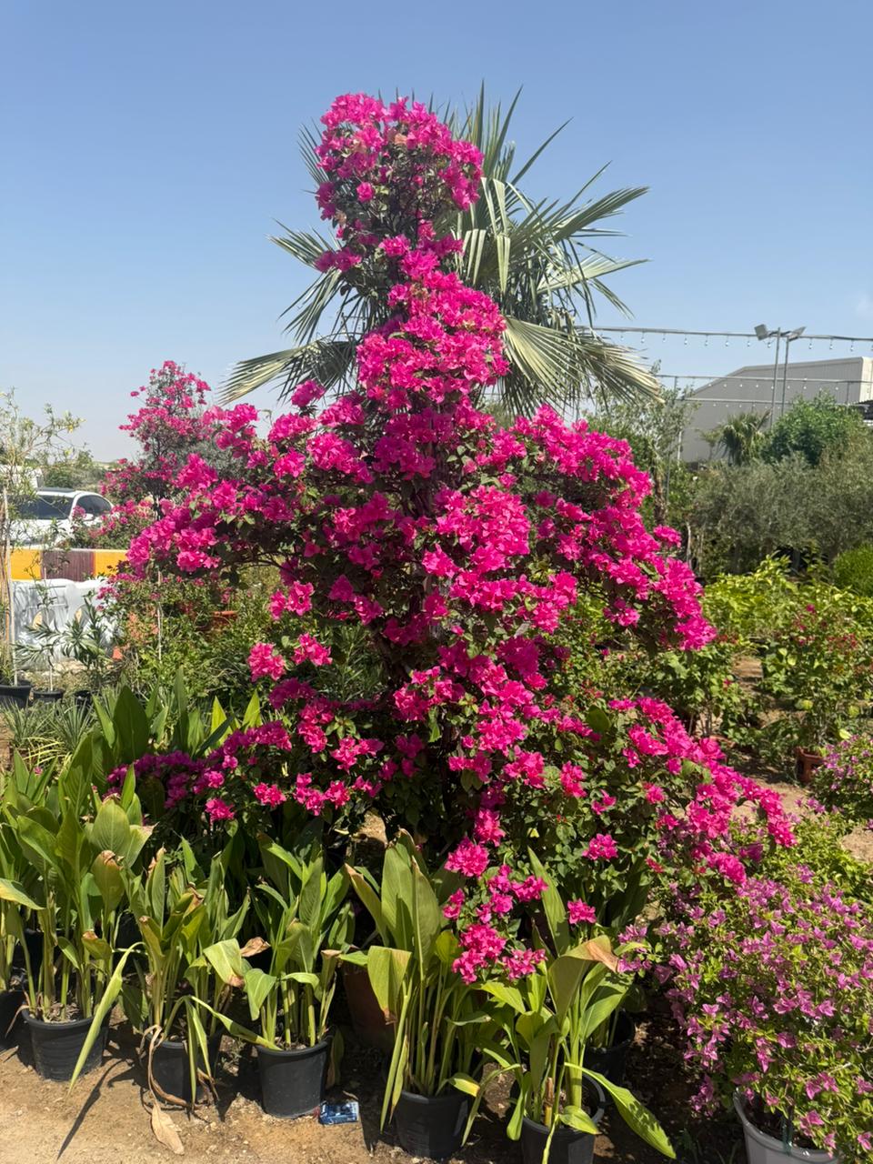 Giant Bushy Designed - Bougainvillea