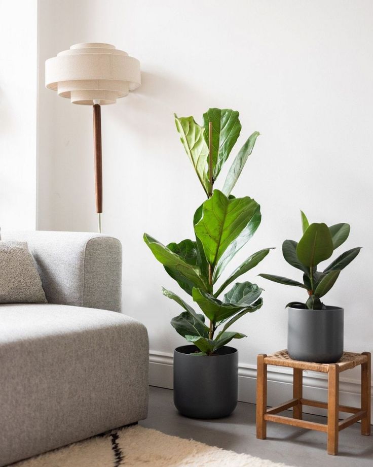 Fiddle Leaf + Rubber Plant Bundle of Two - Low to Zero Maintenance Plants