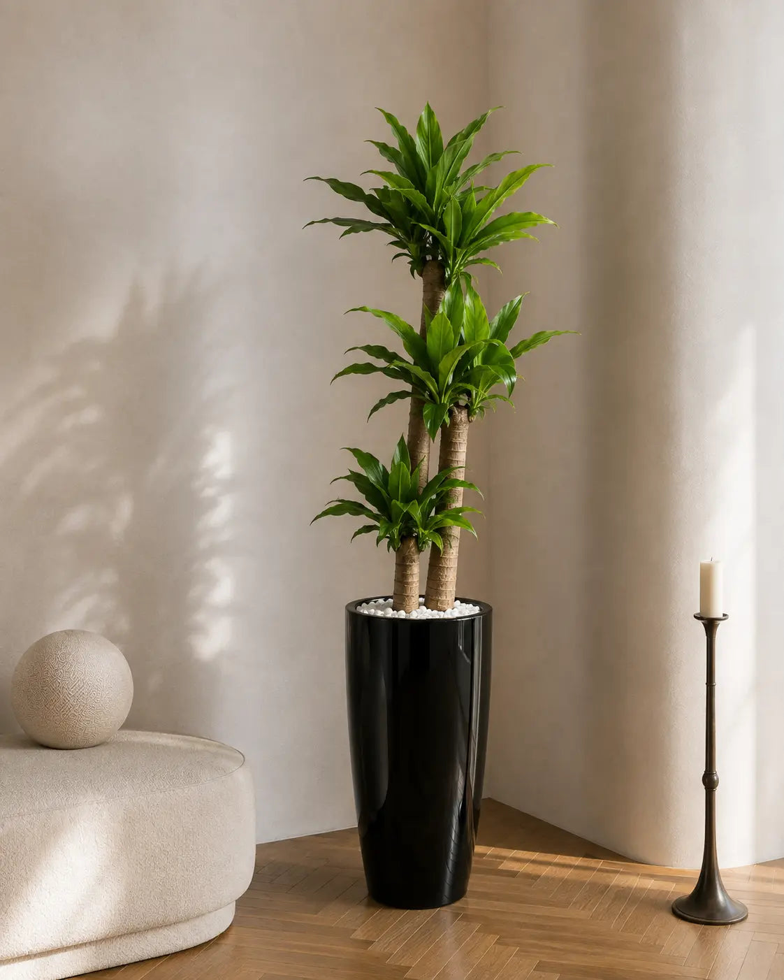 Dracaena massa test