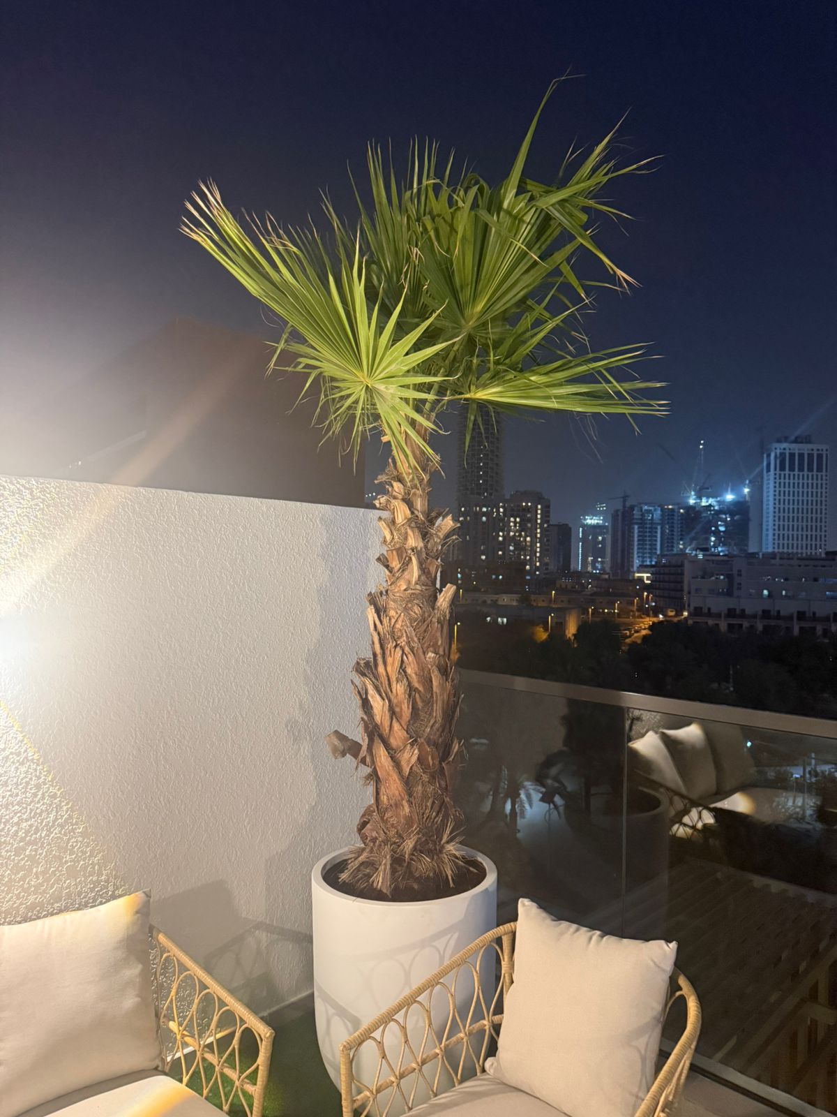 Washingtonia Palm - 2.5-2.7Meters - Fiber Pot