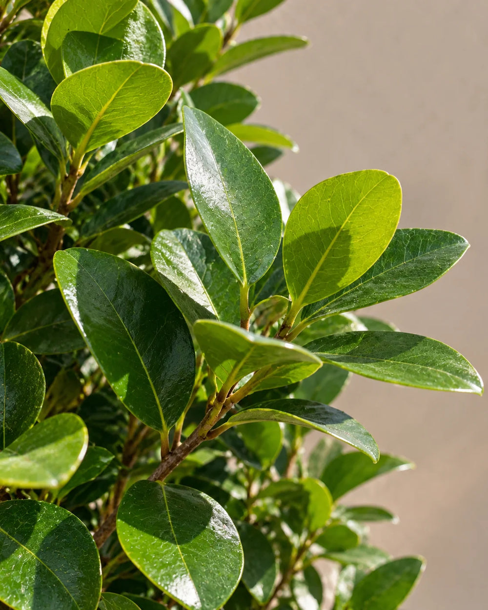 Ficus microcarpa