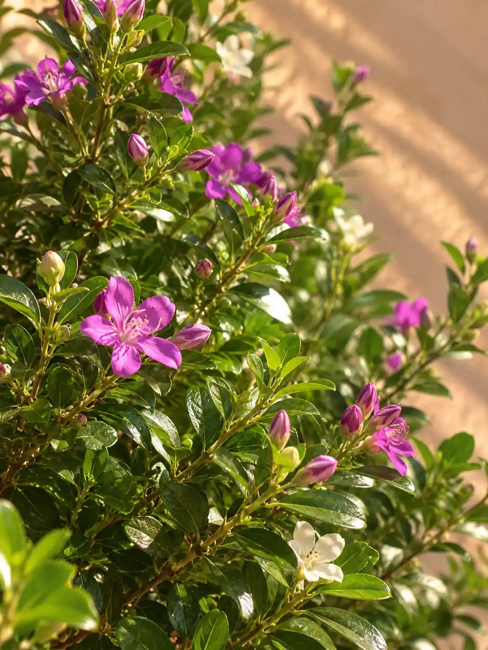 Texas Sage — Leucophyllum Frutescens