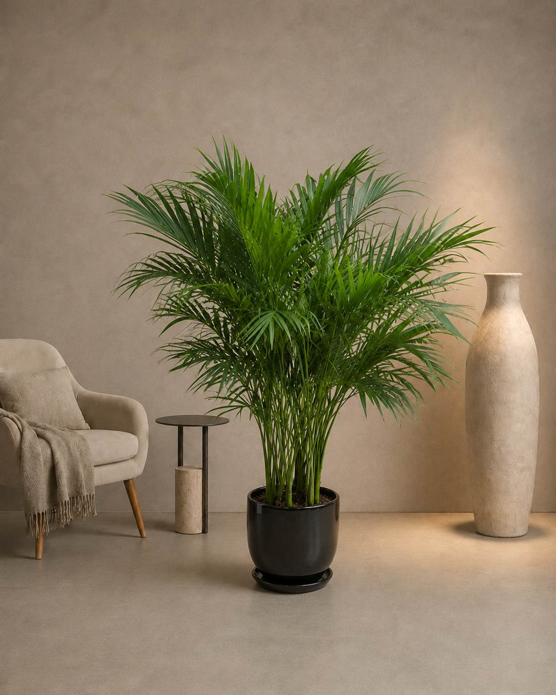 Kentia Palm
