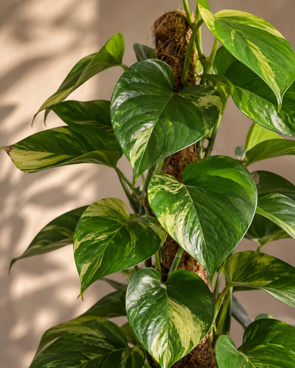 Money Plant — Pothos