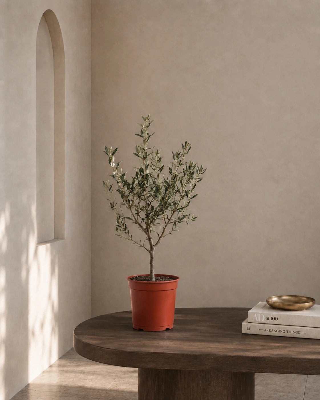 Olive Tree