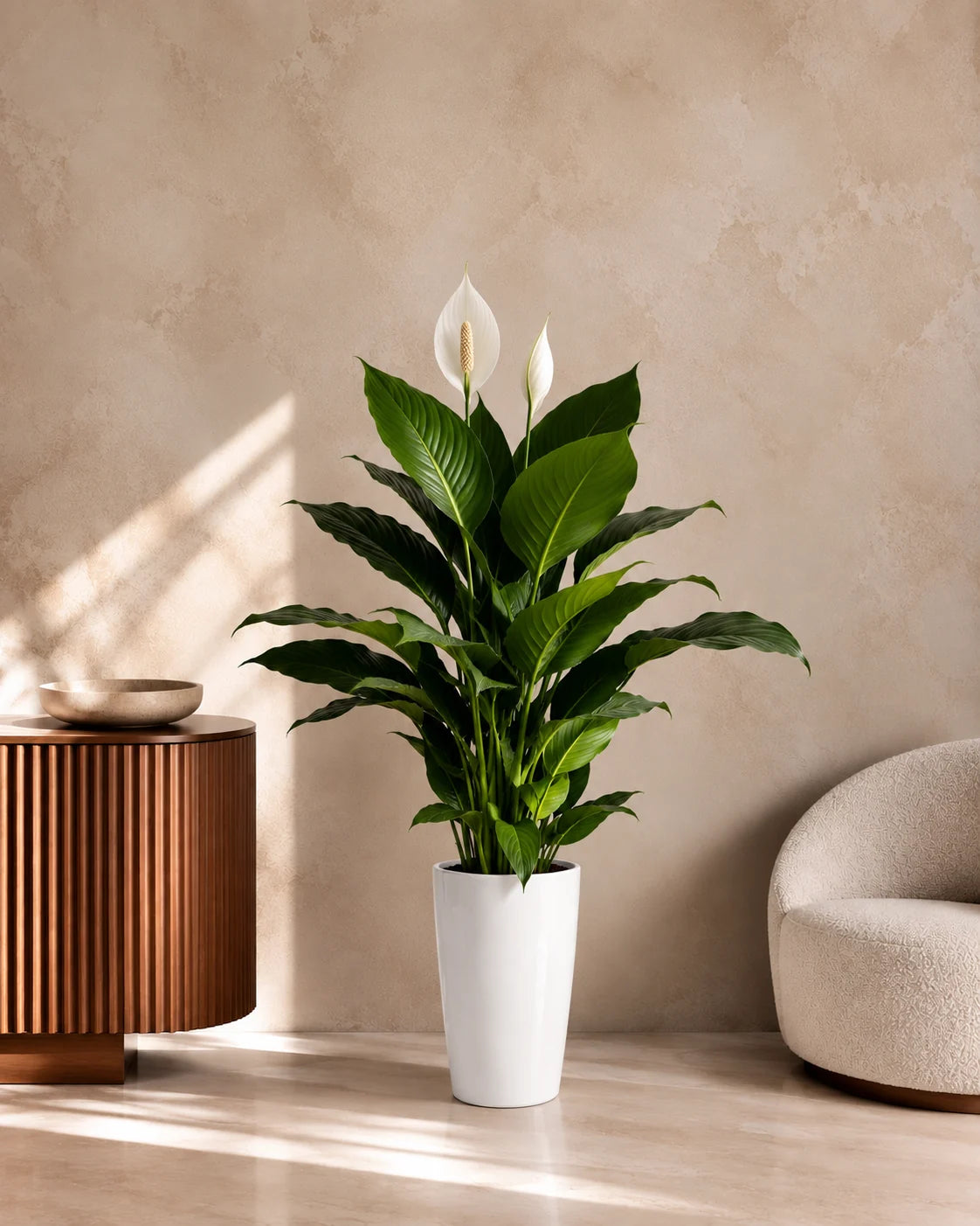 Peace Lily