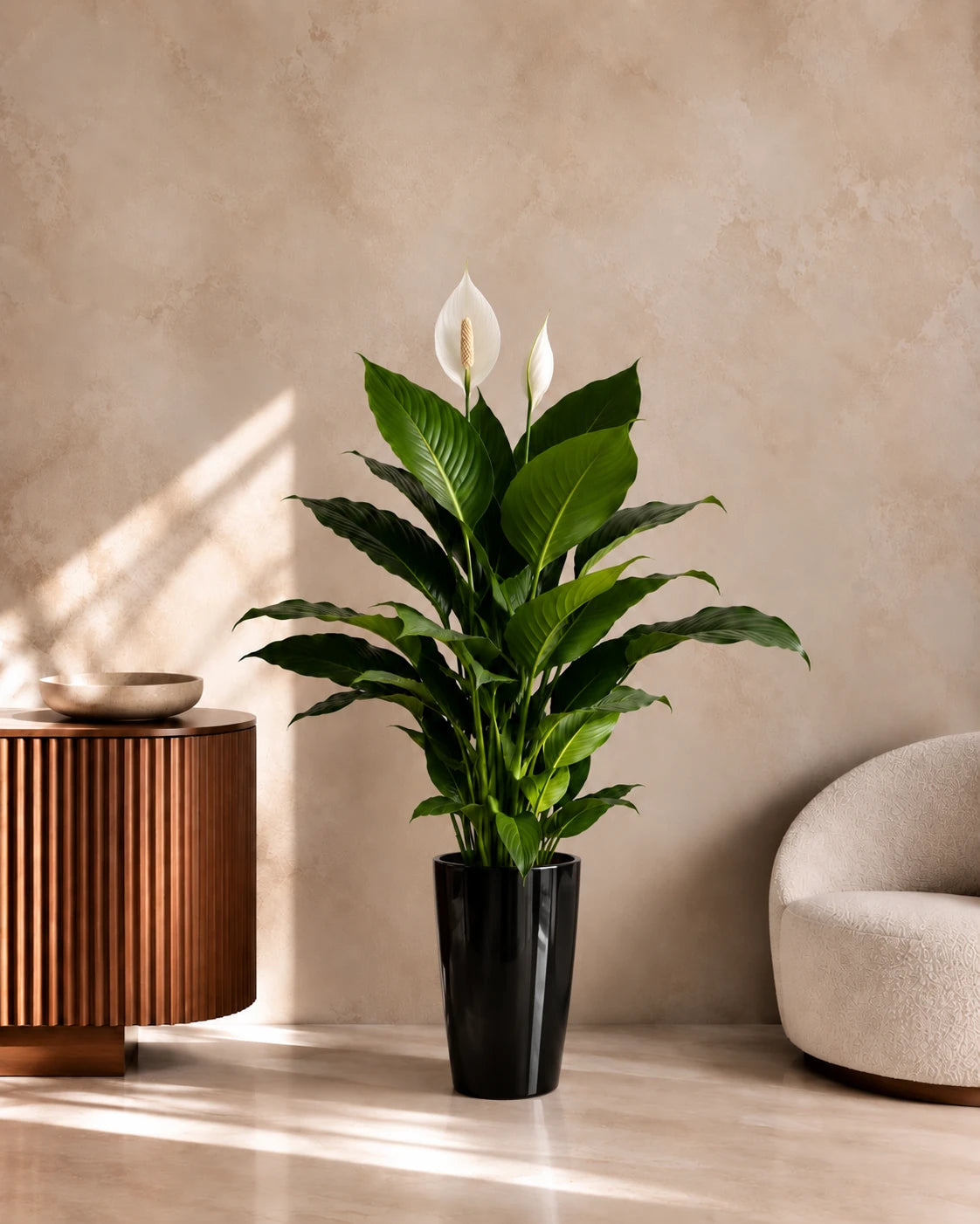 Peace Lily