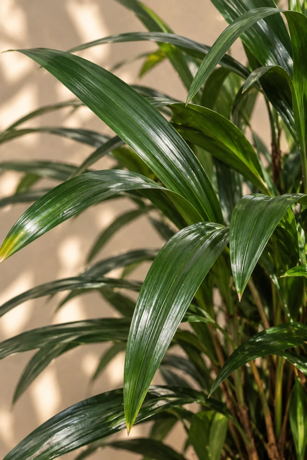 Lady Palm — Rhapis Excelsa