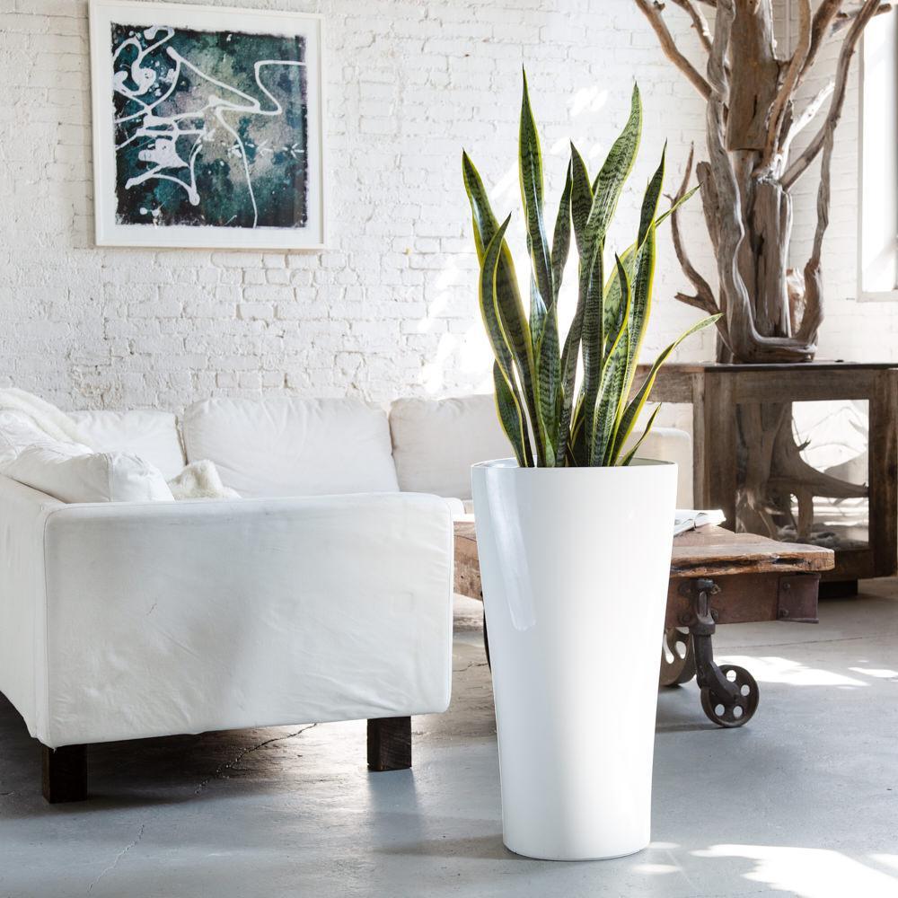 snake plant in white planter Snake Plant in White Ceramic Pot – Silver Garden