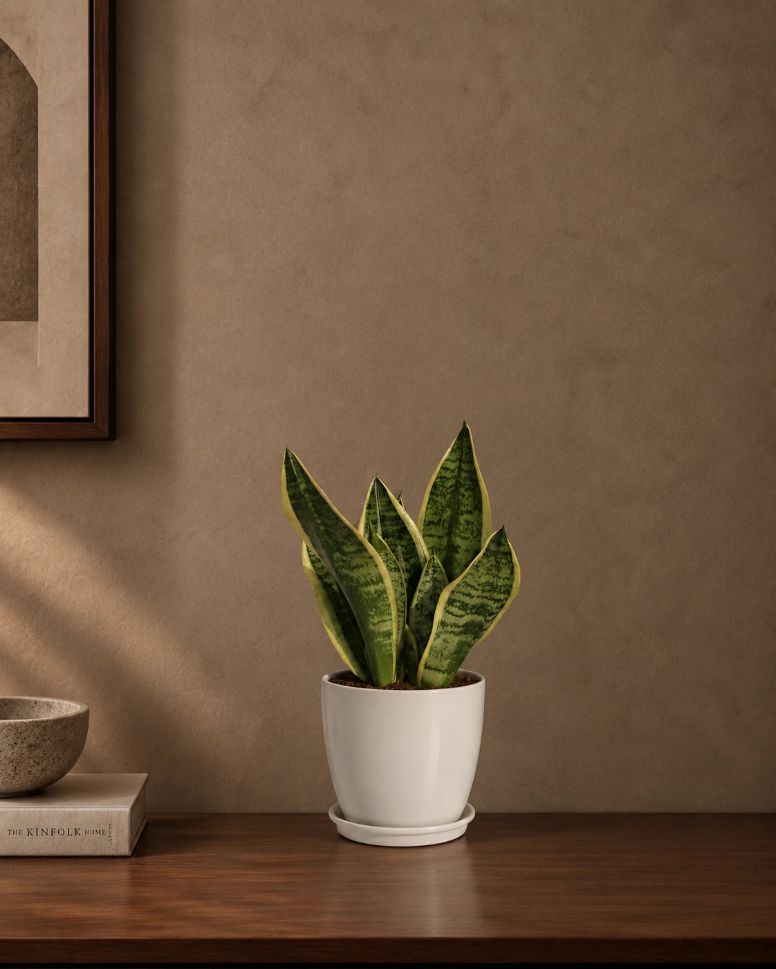 Snake Plant