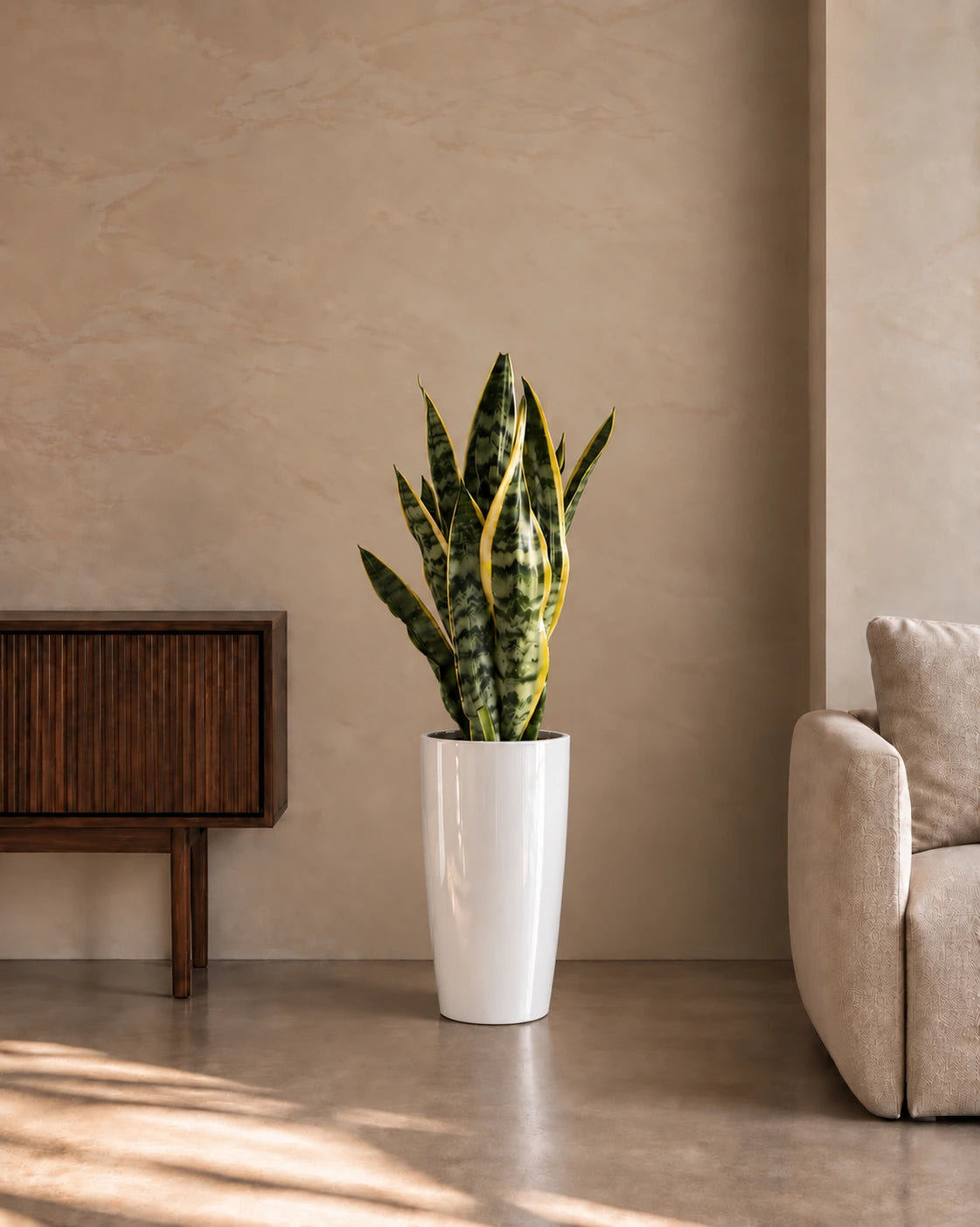 Snake Plant