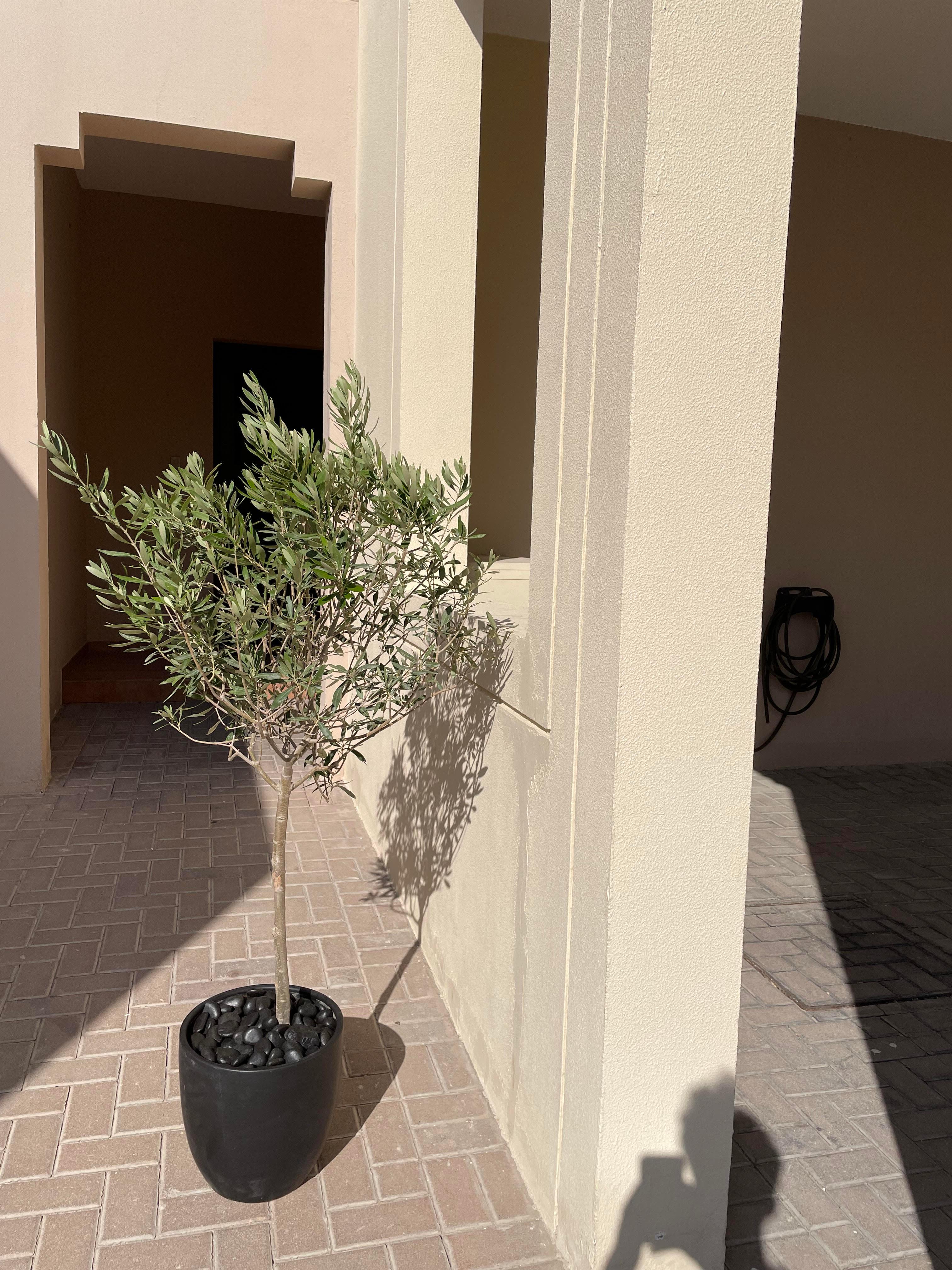 Olive Tree - Promotion