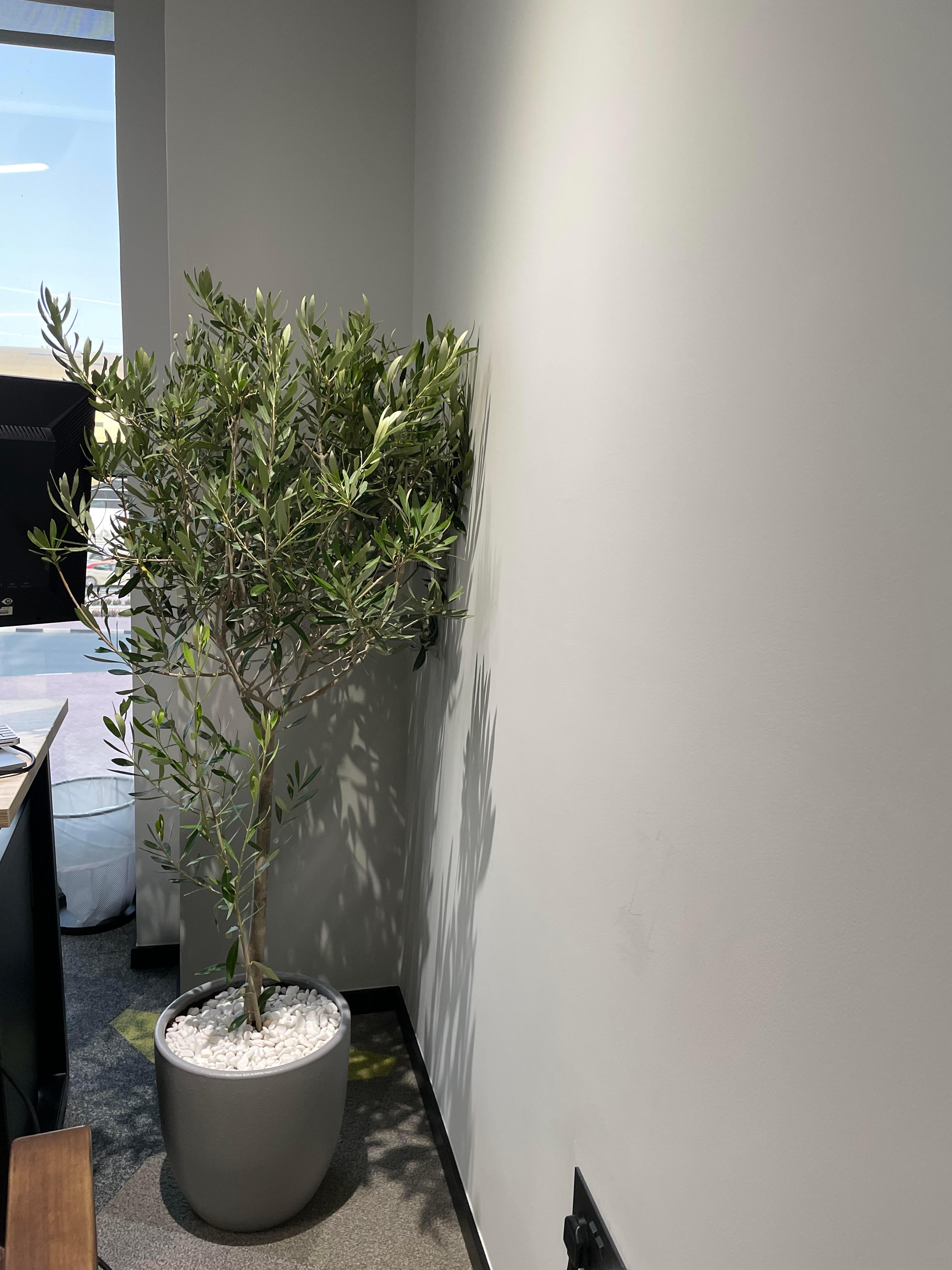 Olive Tree - Promotion