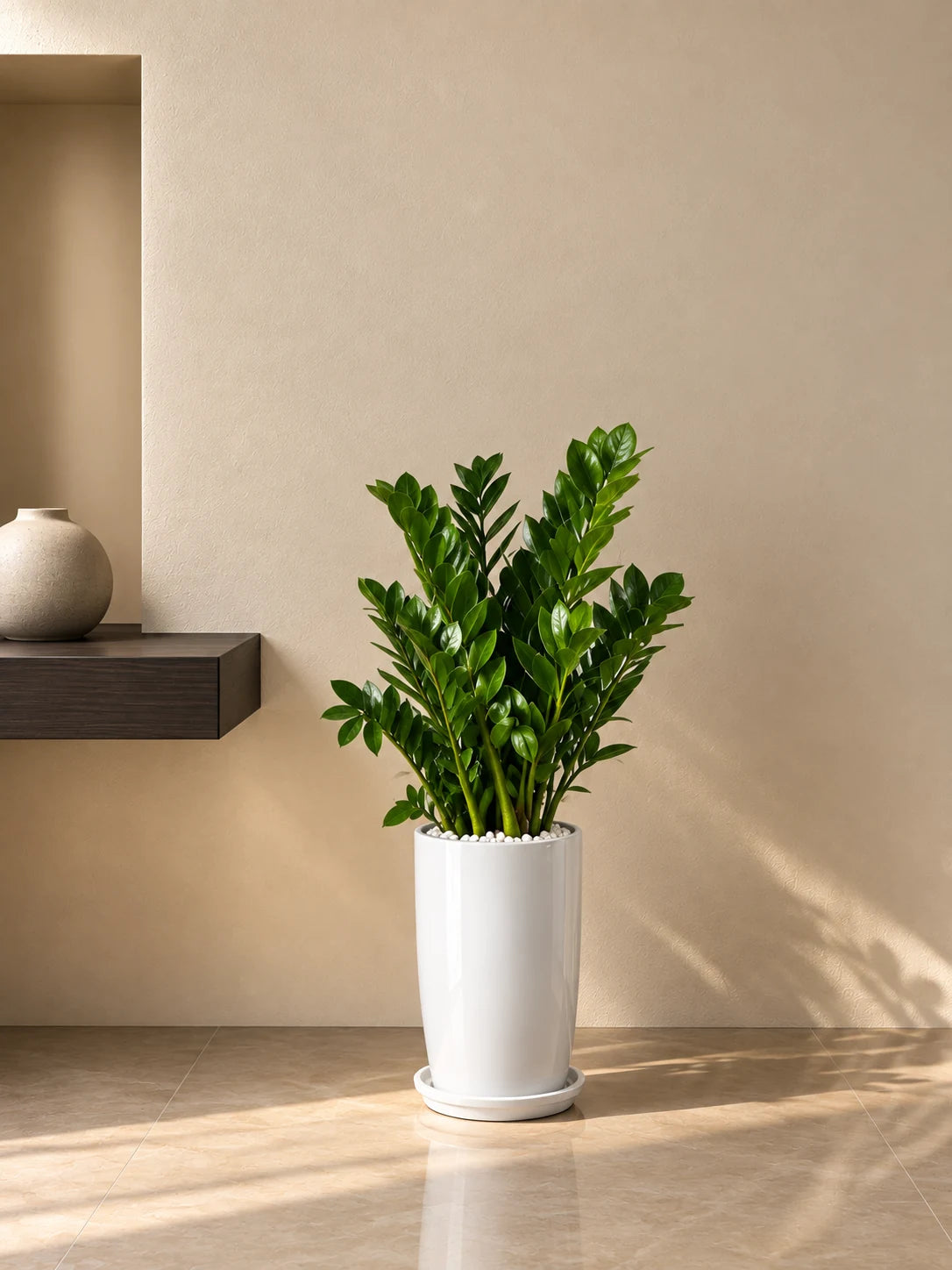 ZZ Plant