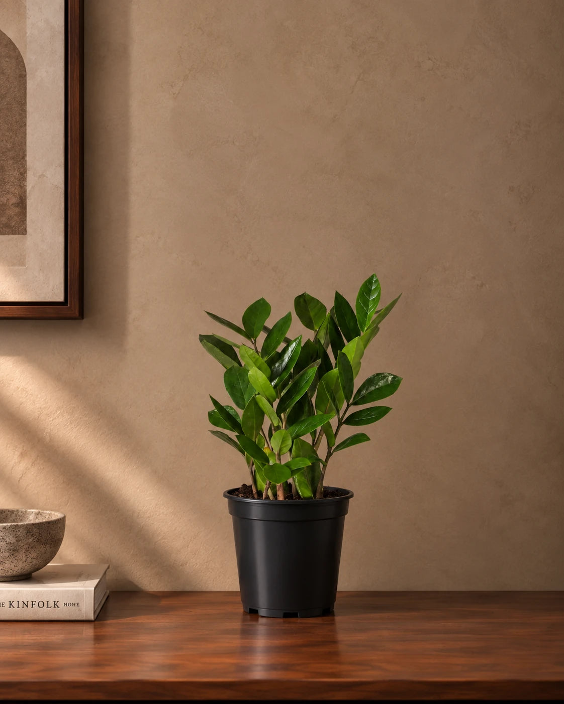 ZZ Plant