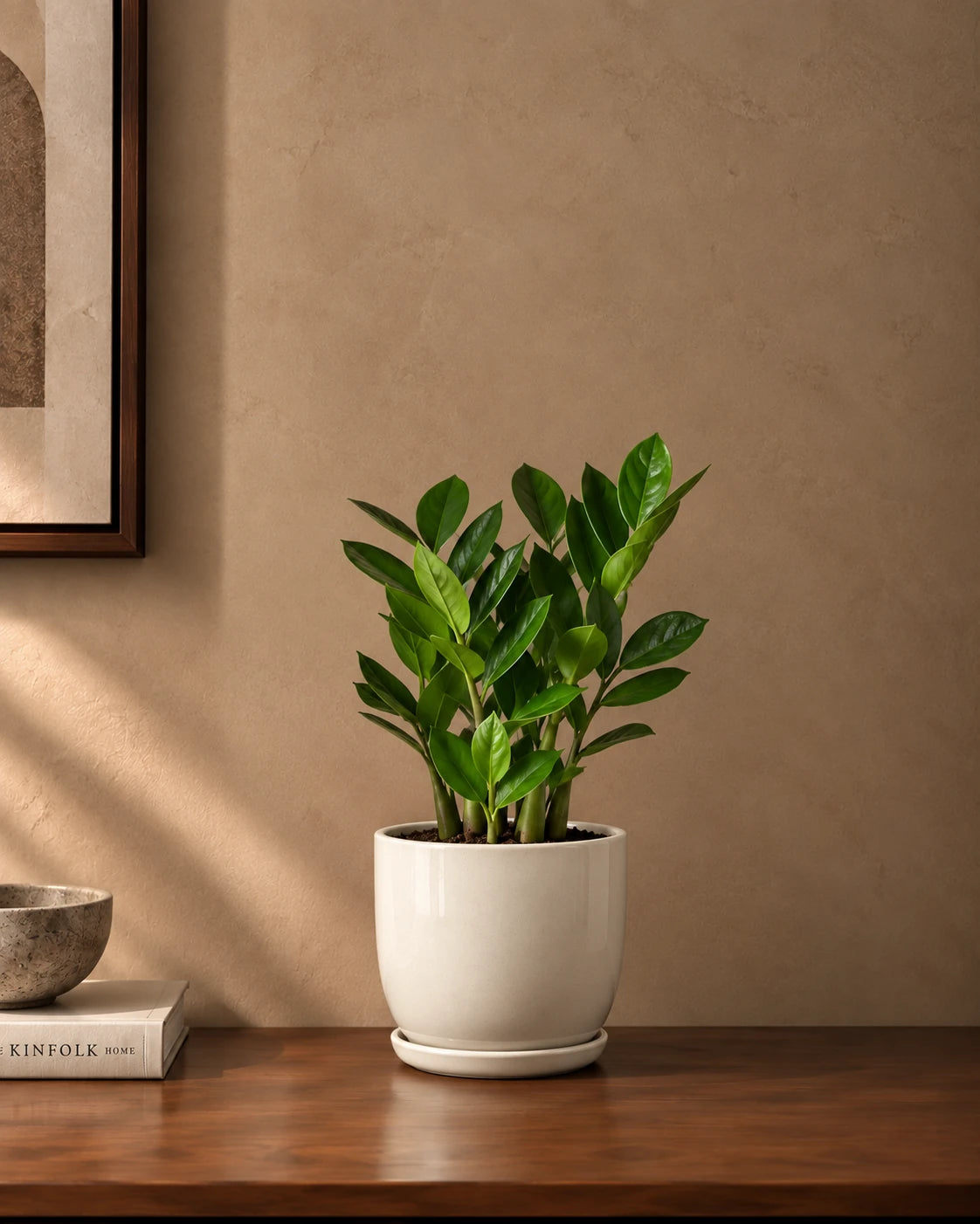 ZZ Plant