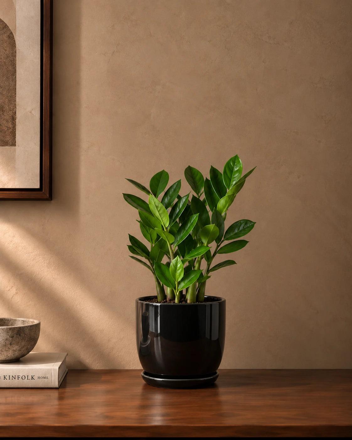 ZZ Plant