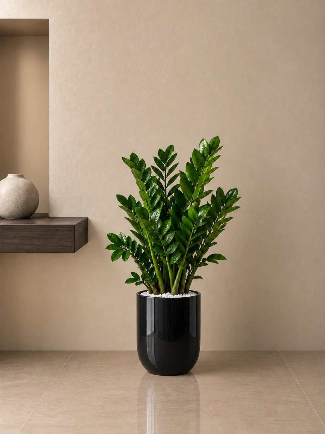 ZZ Plant