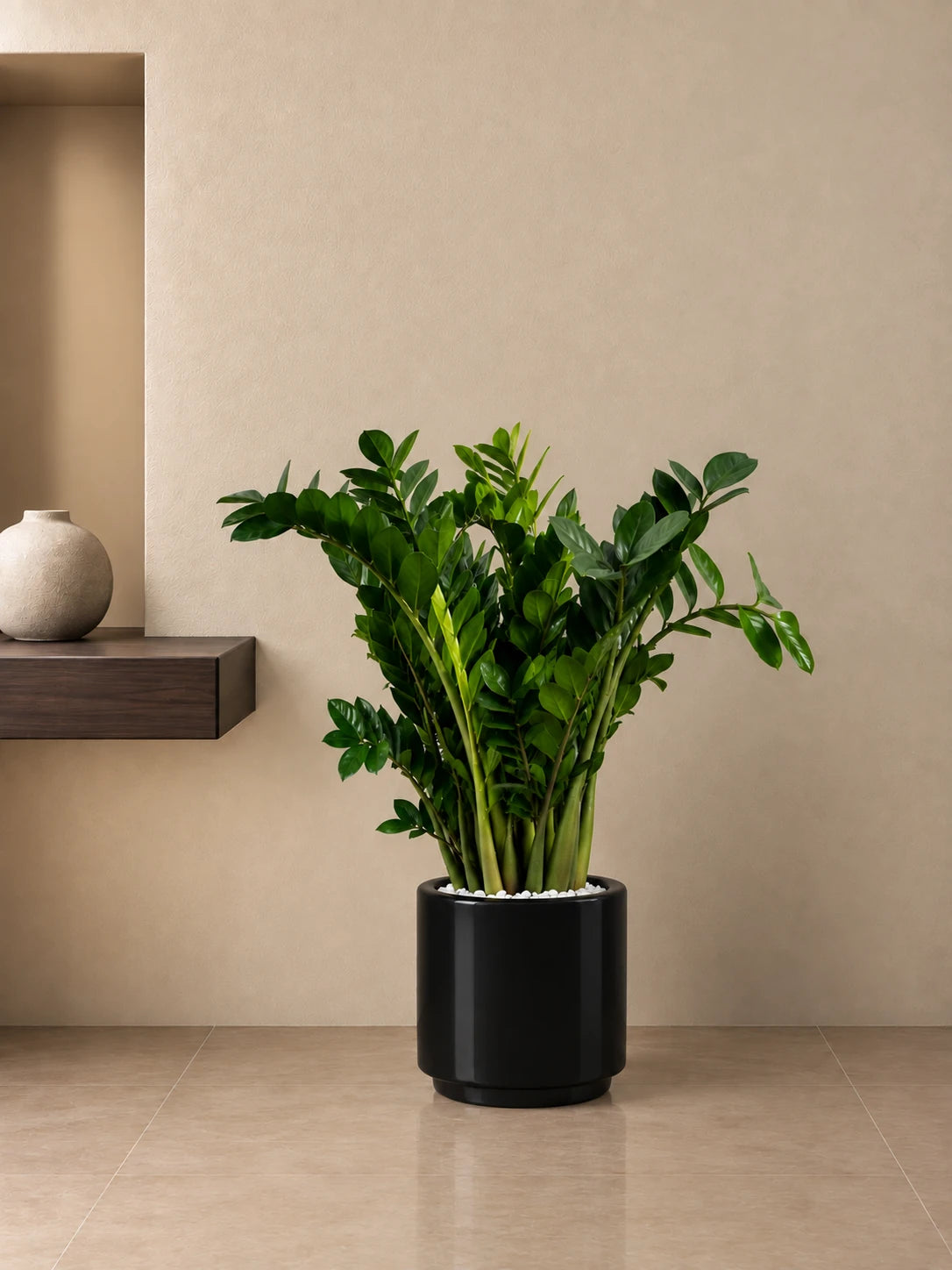 ZZ Plant
