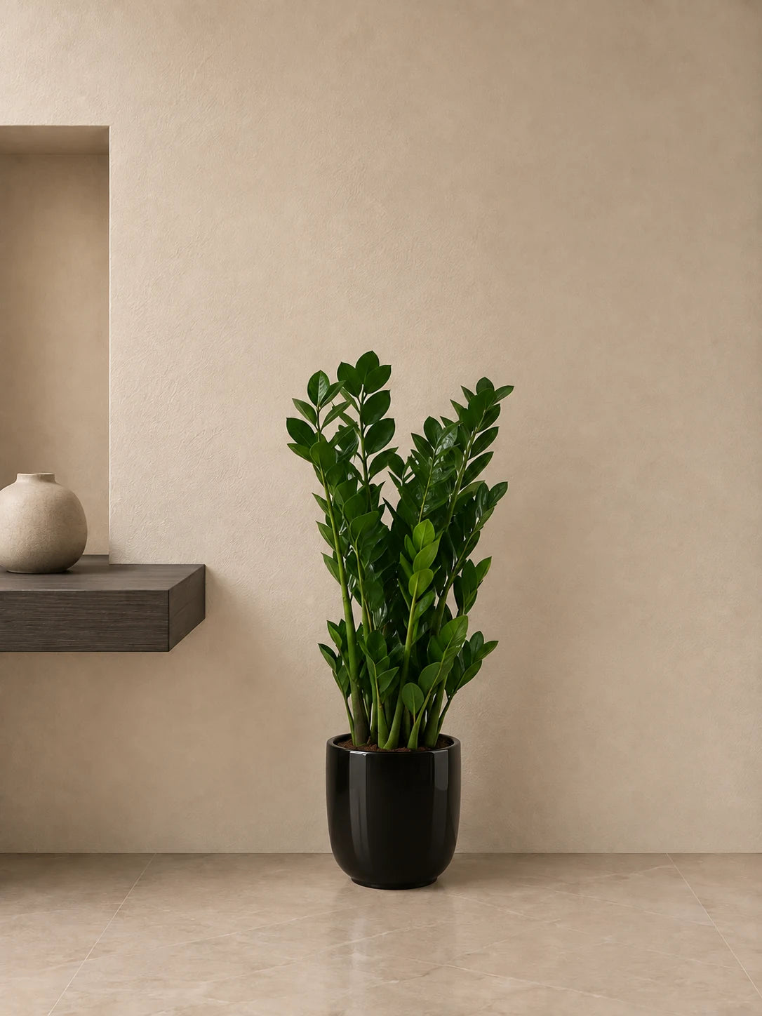 ZZ Plant