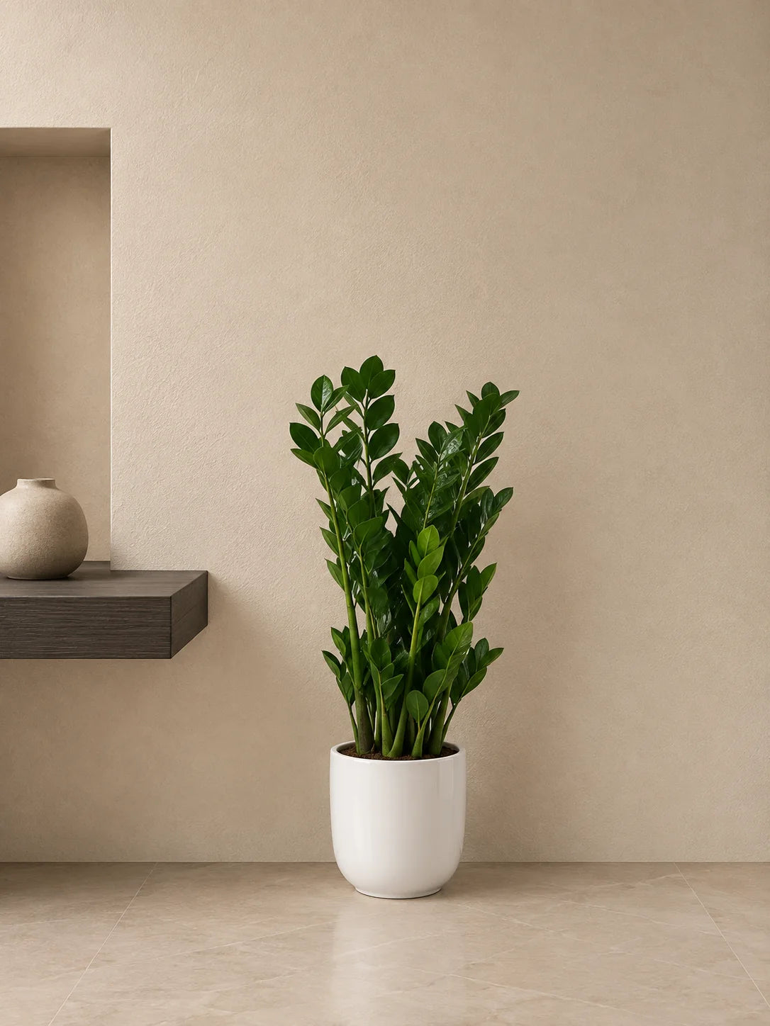 ZZ Plant