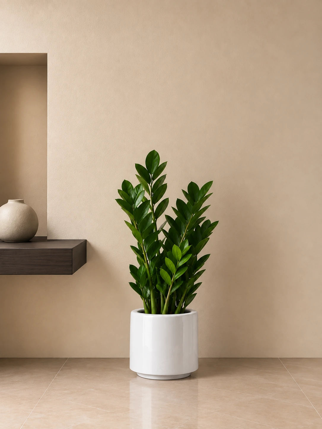 ZZ Plant