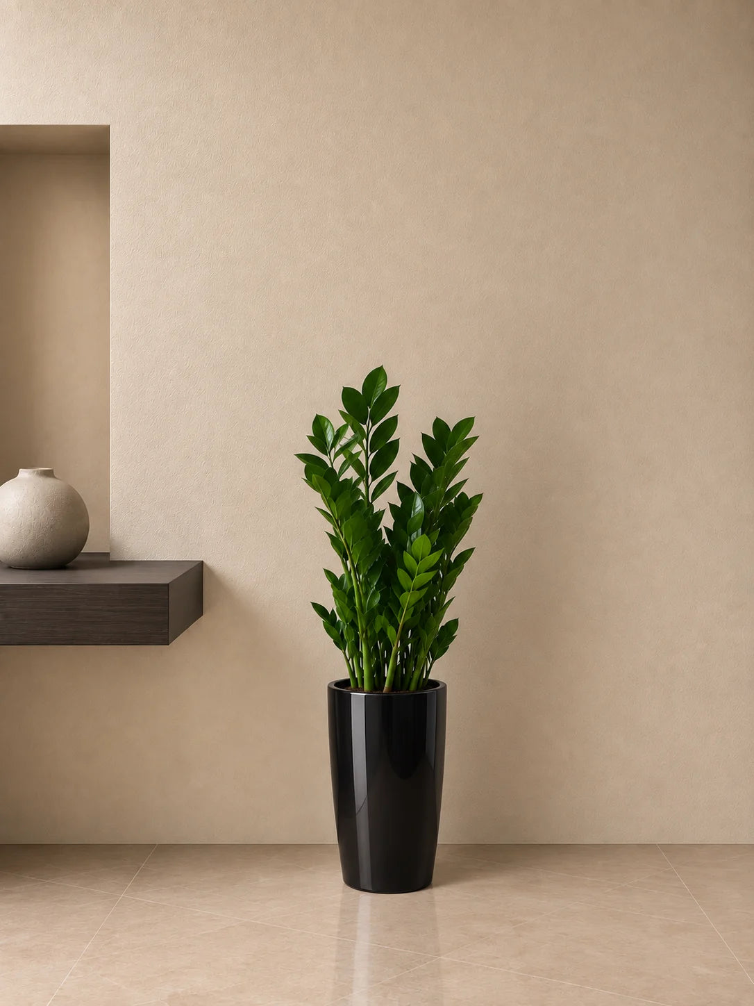ZZ Plant