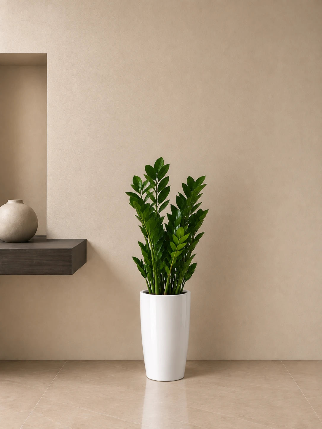 ZZ Plant
