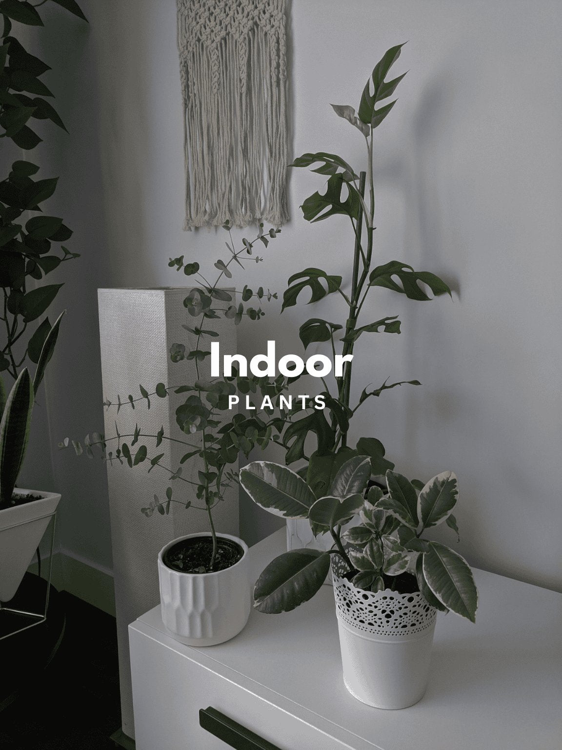 Indoor Plants