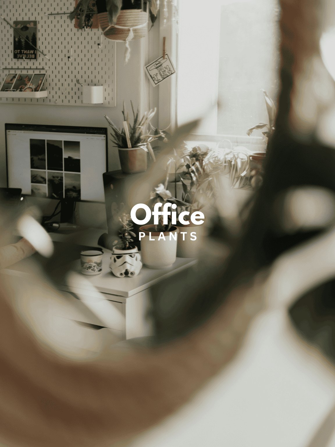 Office Plants