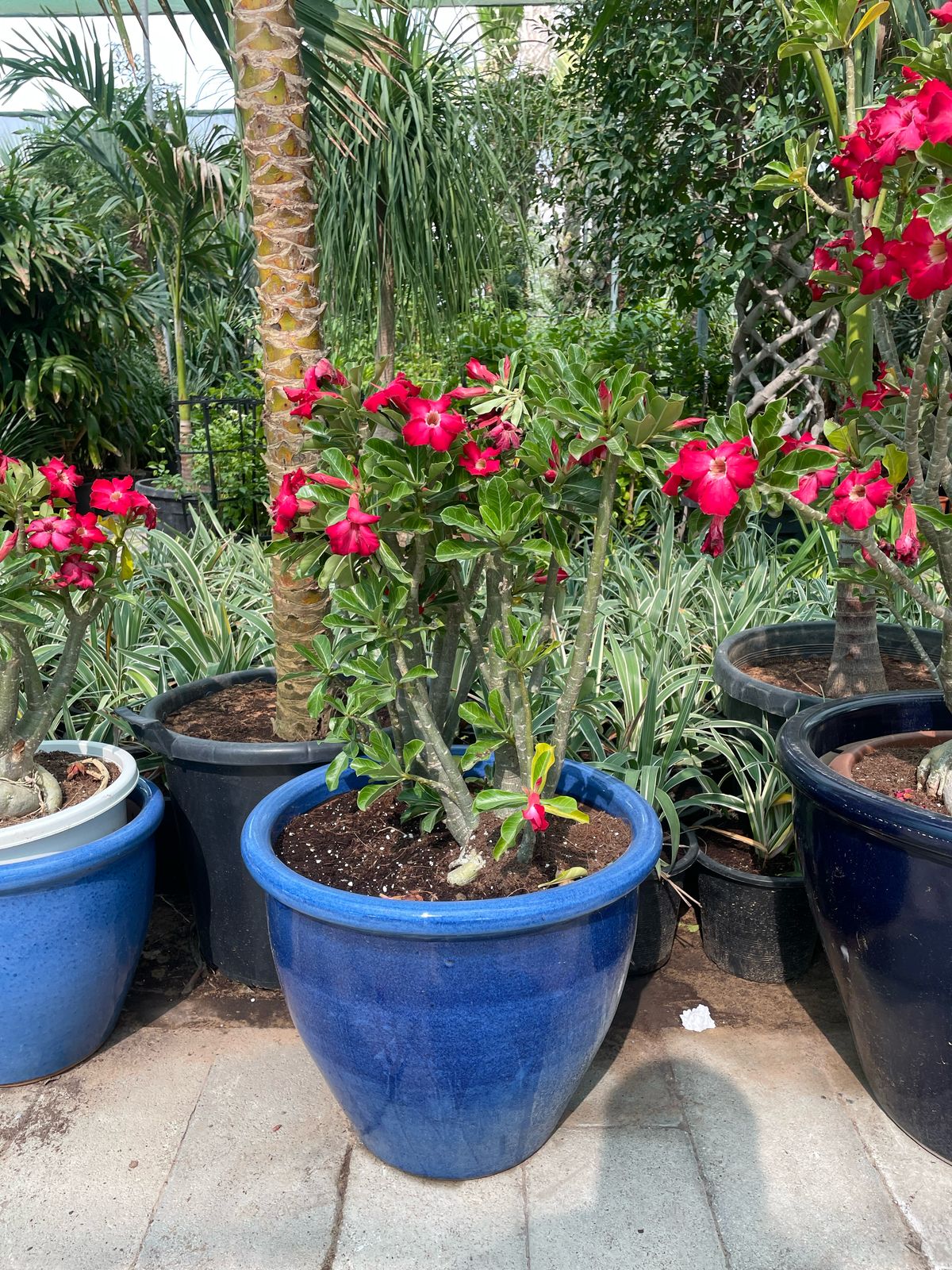 Desert Rose - Medium