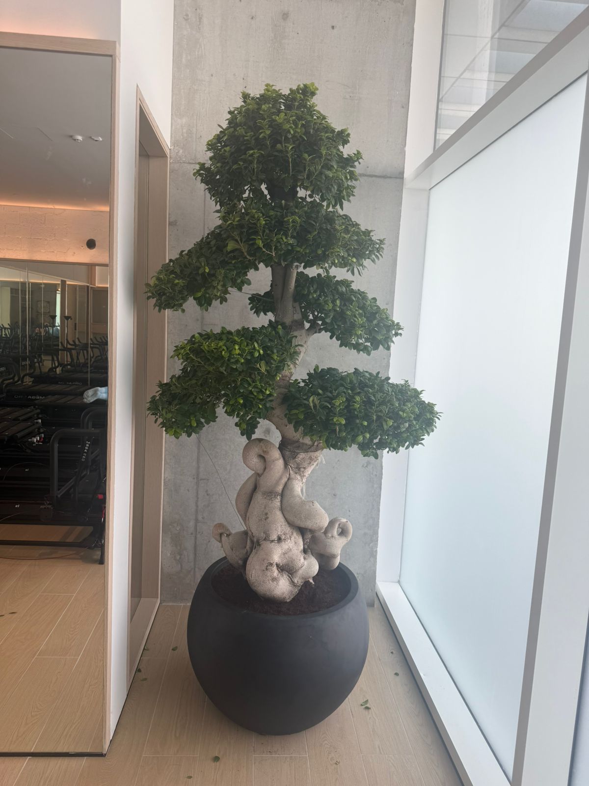 Giant Bonsai - Designed Thick Trunk - Fiber Pot