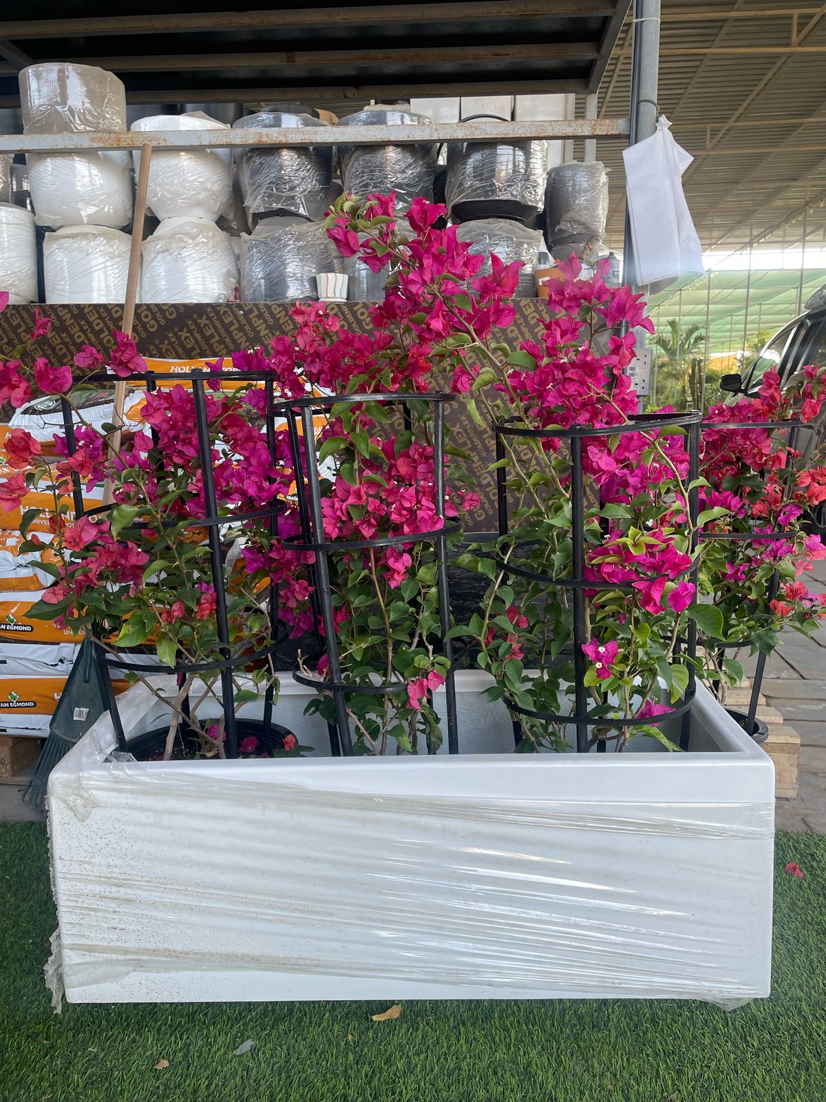Bougainvillea Planter