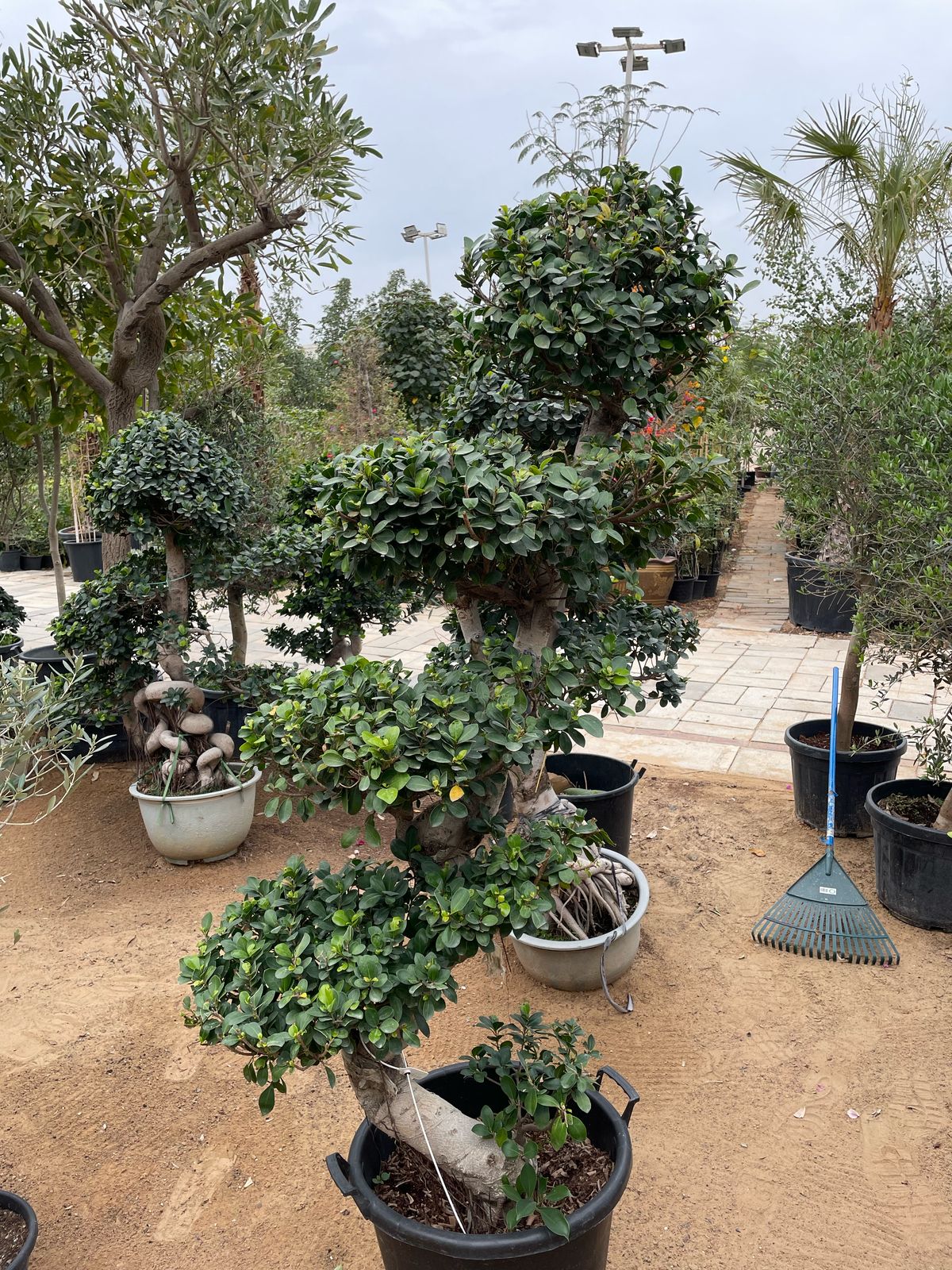 Large S Shape - Bonsai