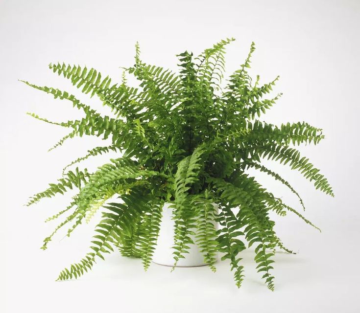 Fern - Ceramic Pot
