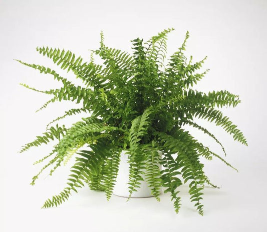 Fern - Ceramic Pot