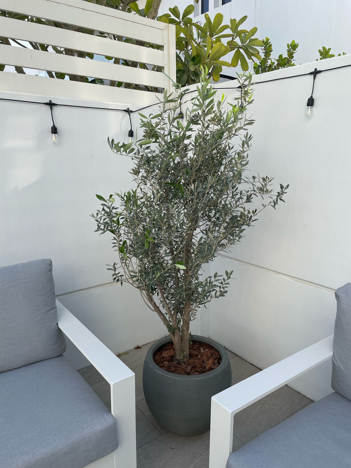 Bushy Olive Tree - Fiber Pot