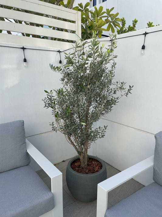 Bushy Olive Tree - Fiber Pot