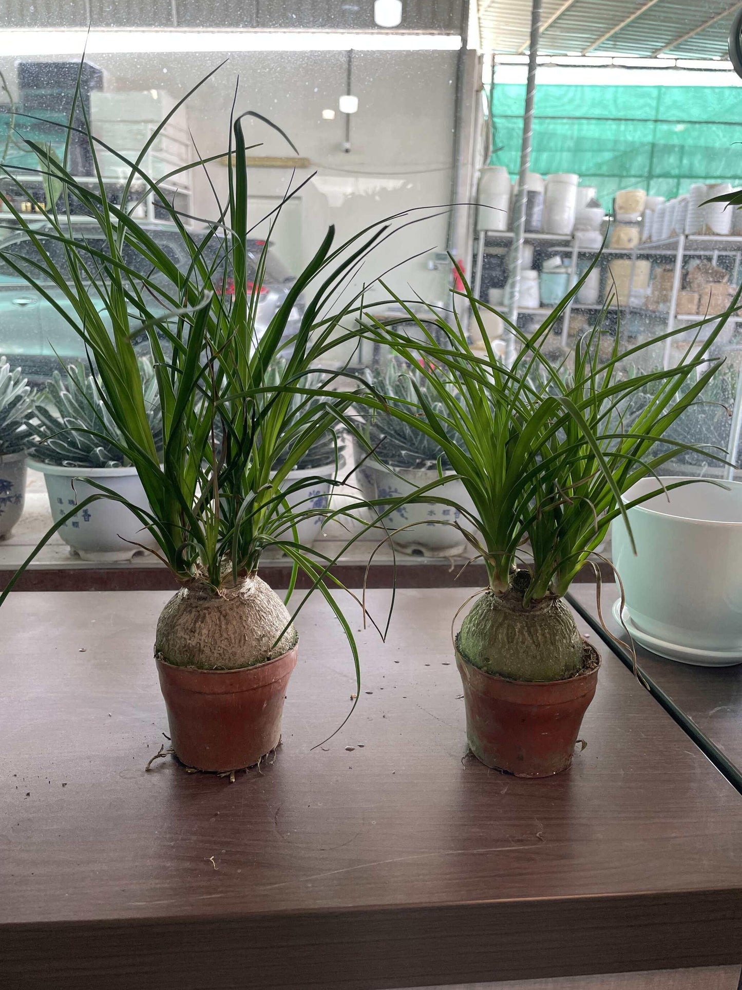 Pony tail in Nursery Pot Each