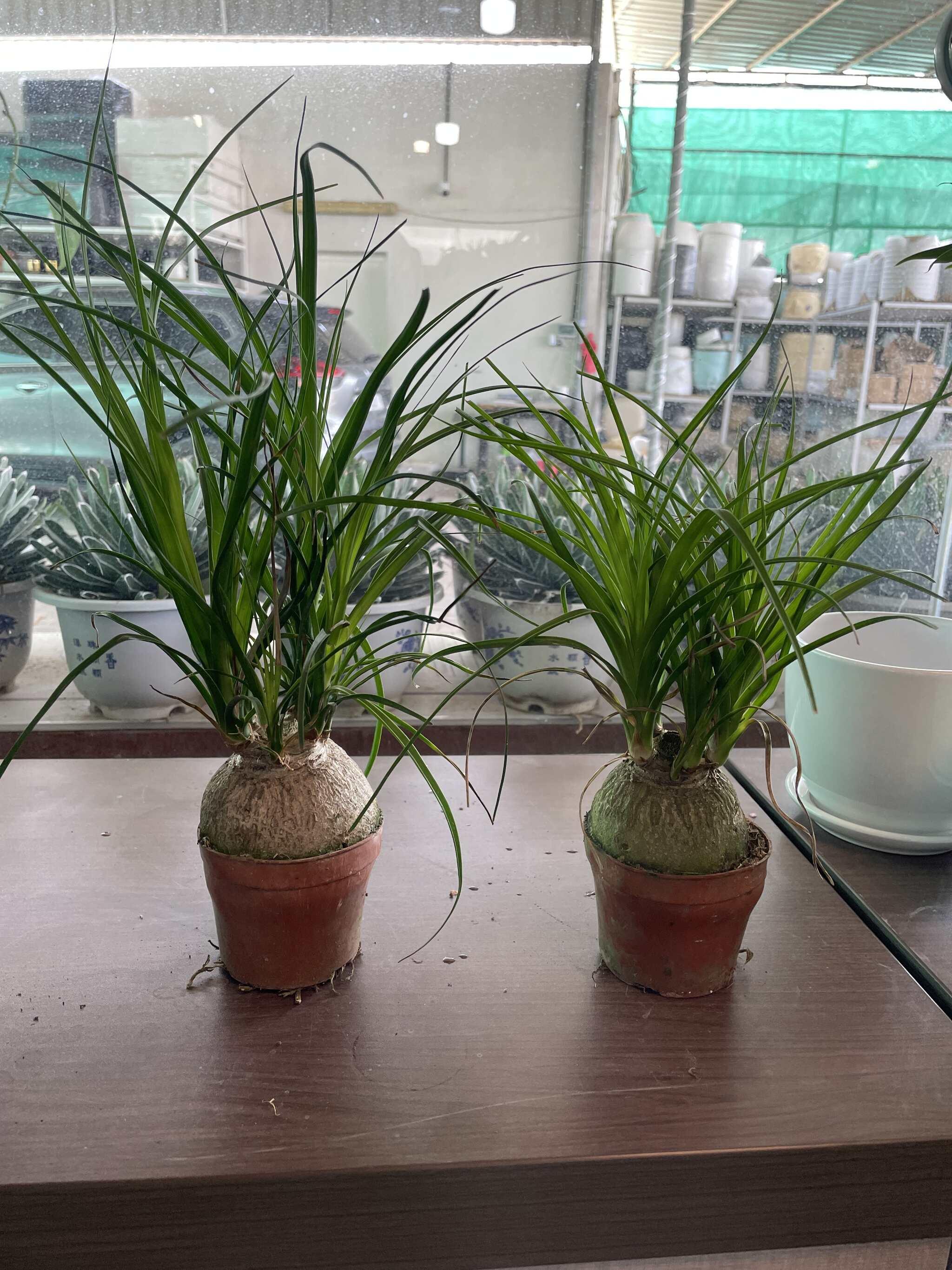 Pony tail in Nursery Pot Each