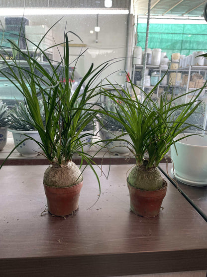 Pony tail in Nursery Pot Each