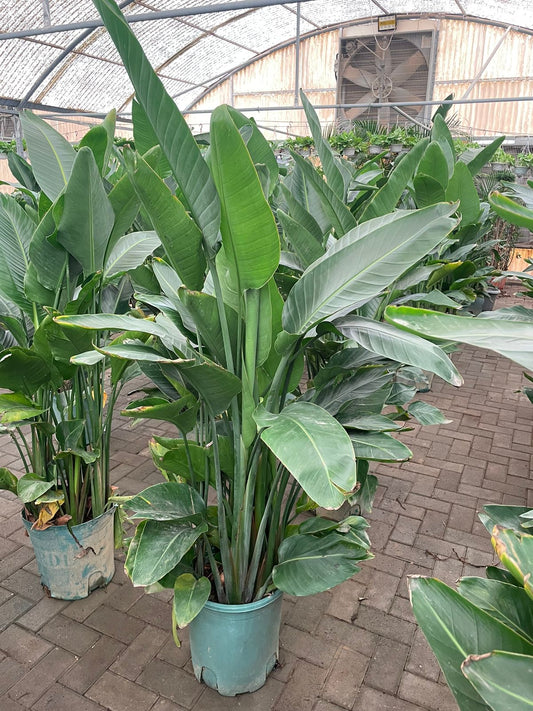 Bird Of Paradise - Nursery Pot