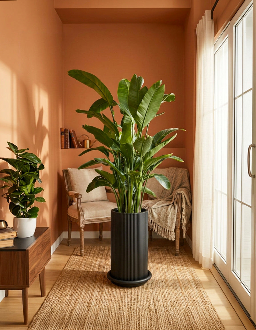 Bird of paradise - PROMOTION