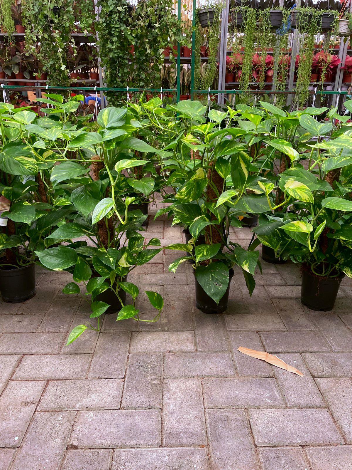 Climber Money plant - Each