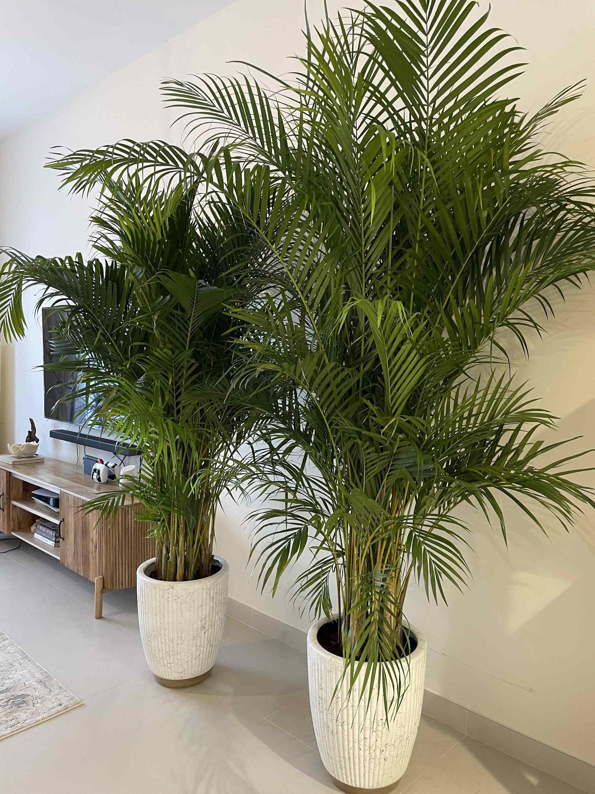areca palm big size Giant Areca Palm Bundle – Silver Garden