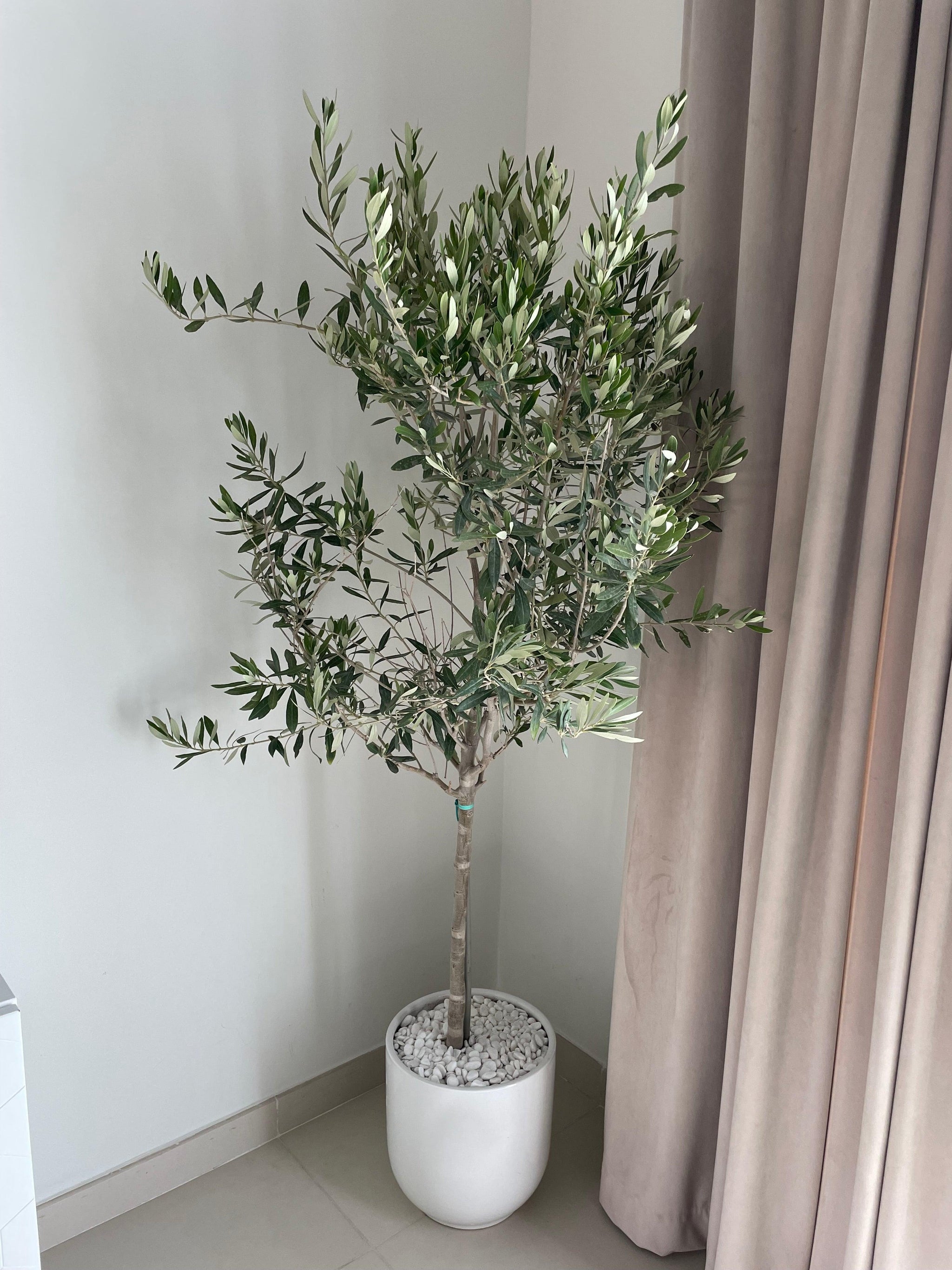 Olive Tree - Promotion