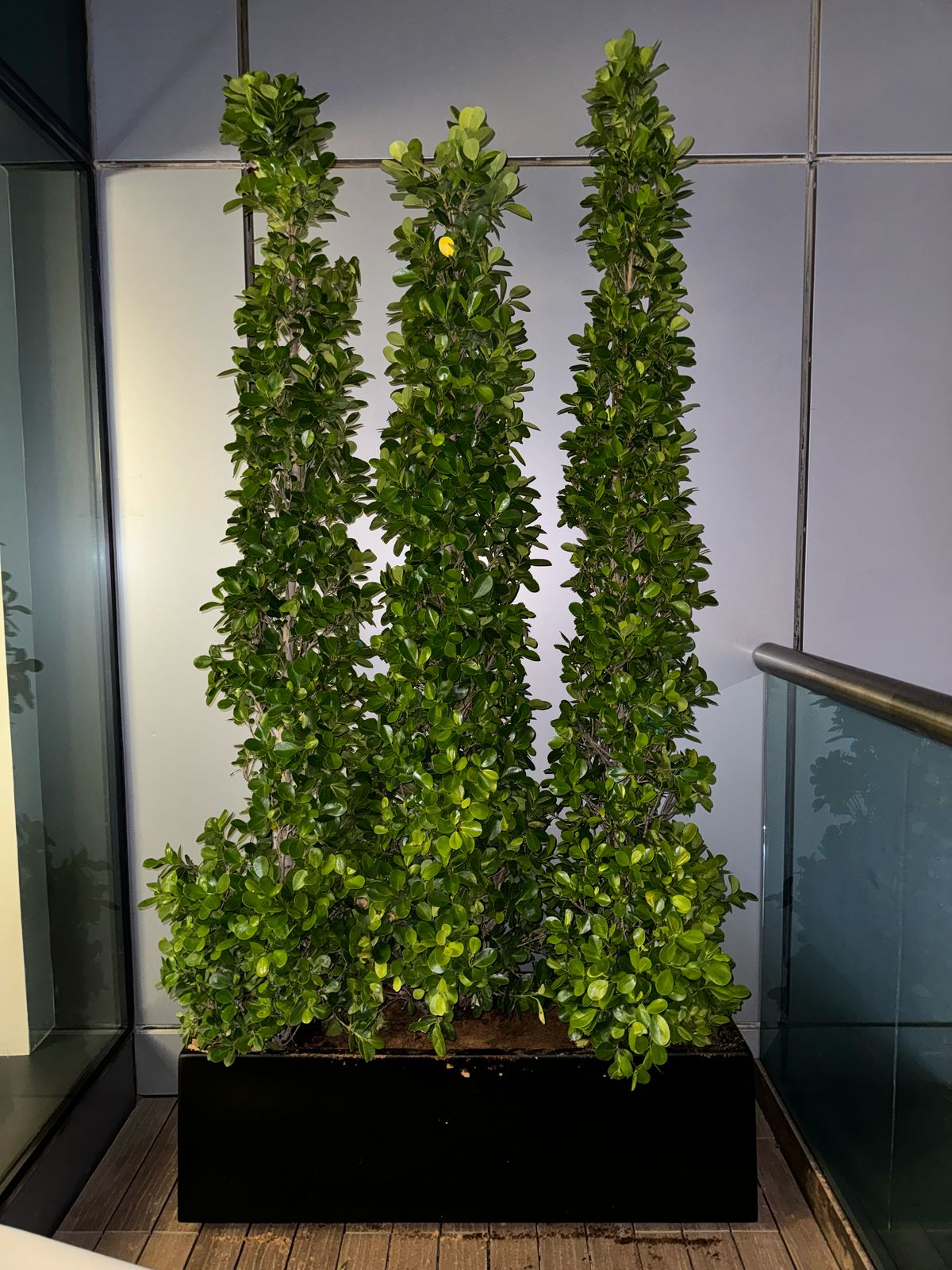 Ficus Cone - Privacy Arrangement