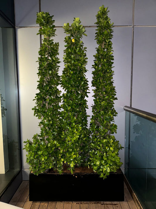 Ficus Cone - Privacy Arrangement